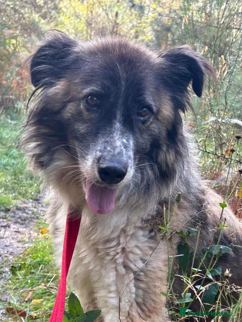 Hilda - Norwich Norfolk photo 39