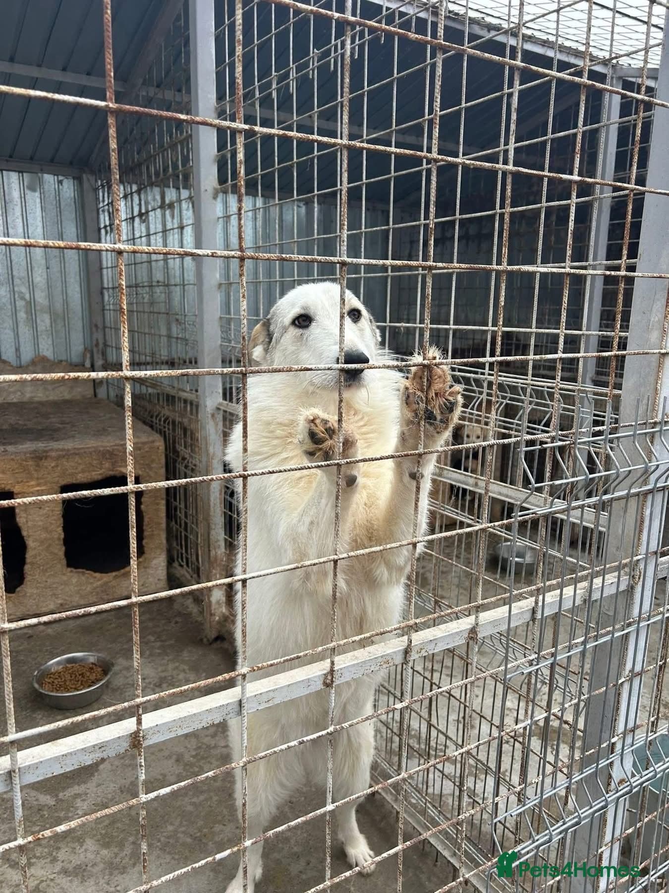 Elena - Marlborough Wiltshire photo 10