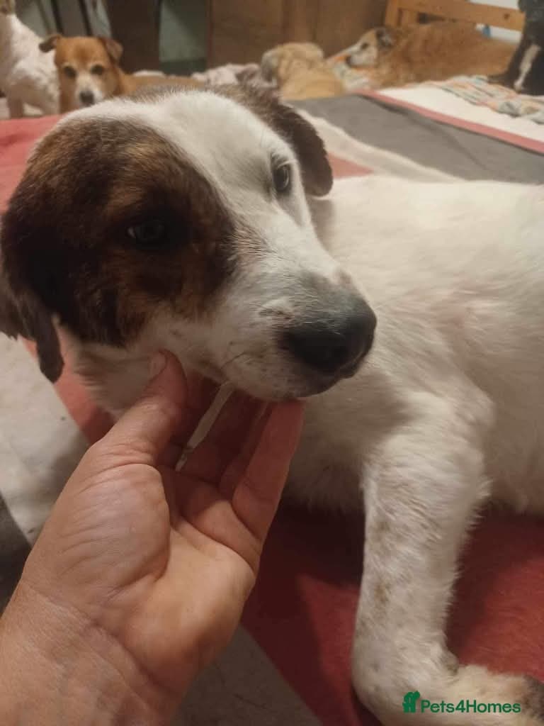 Meet Patch, currently residing in Sheffield photo 3