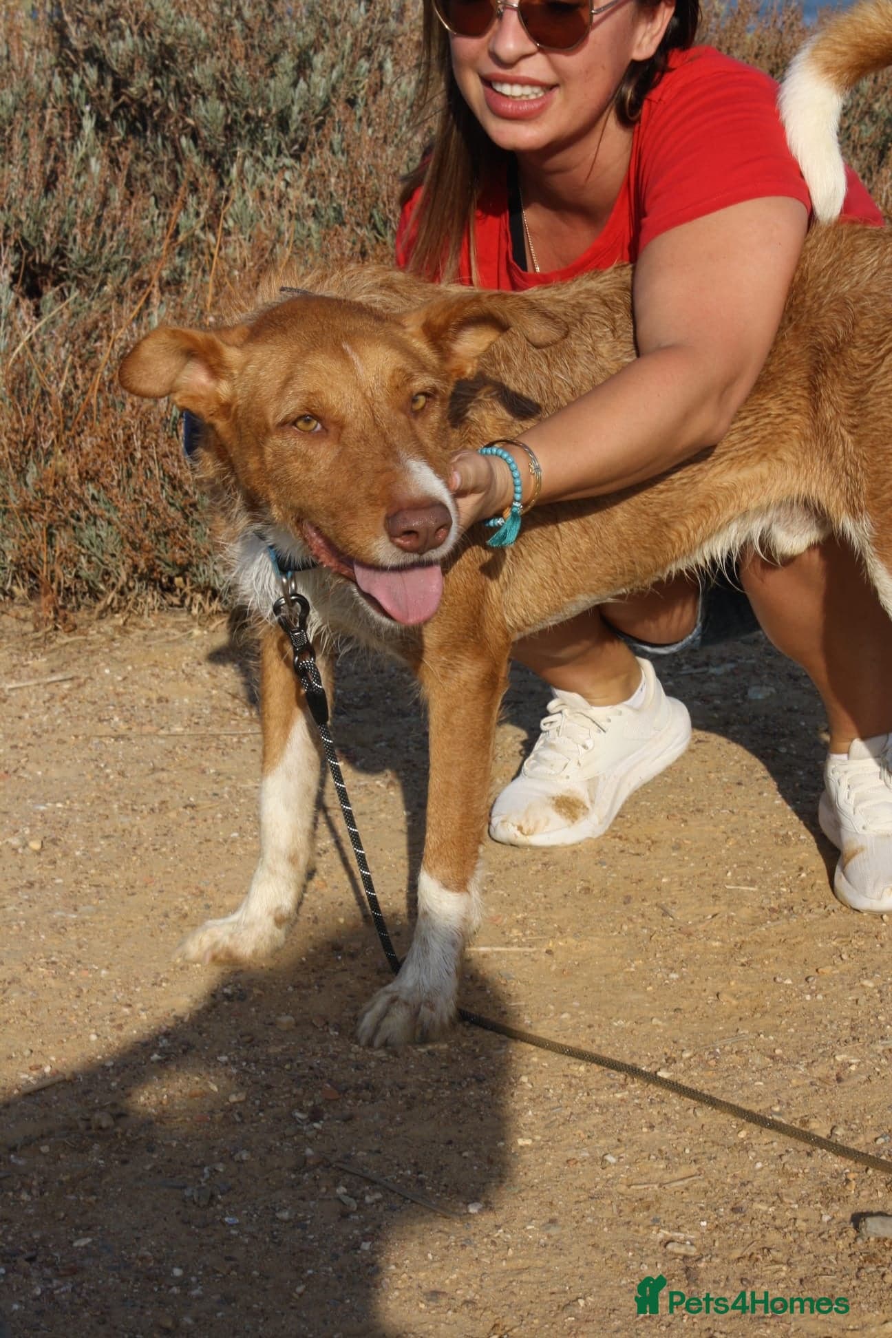 Years waiting - forgotten dogs photo 2