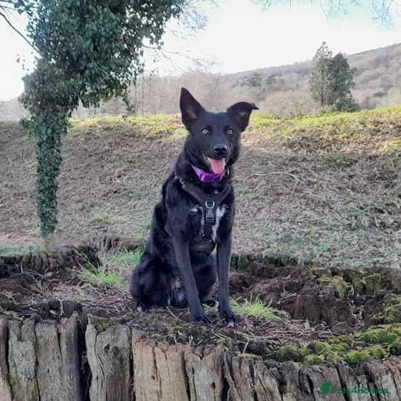 Jasmine — Mixed Breed