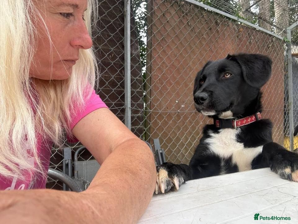 Barney - Norwich norfolk photo 31