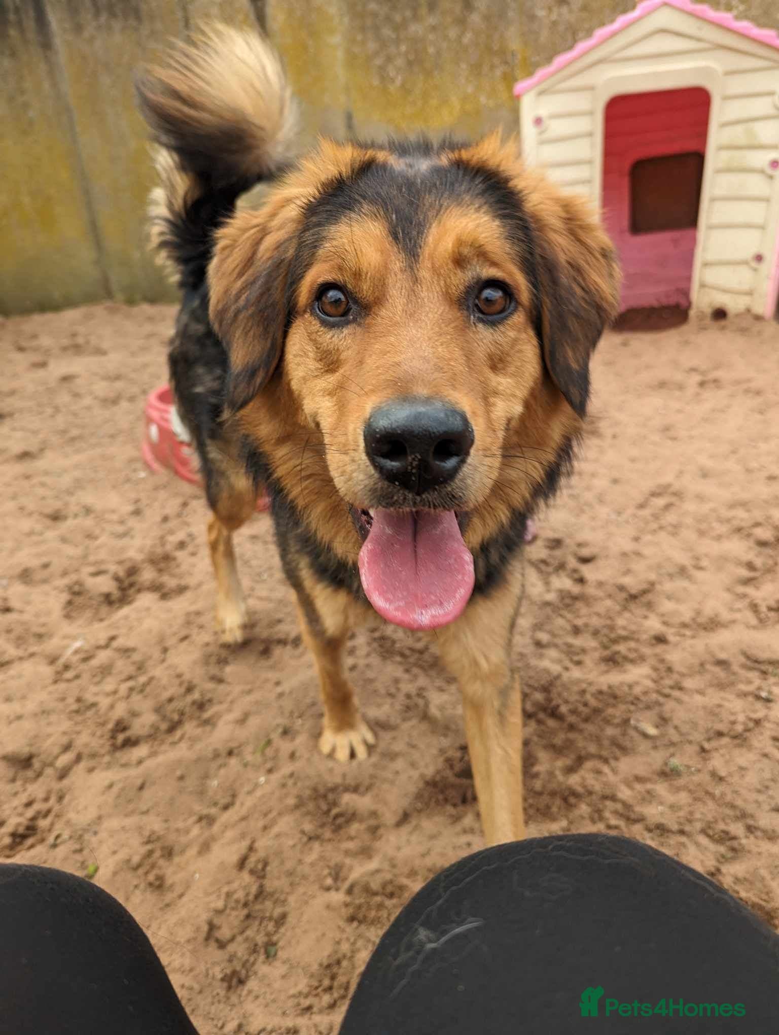 Meet Derry, currently residing in Cheshire photo 4