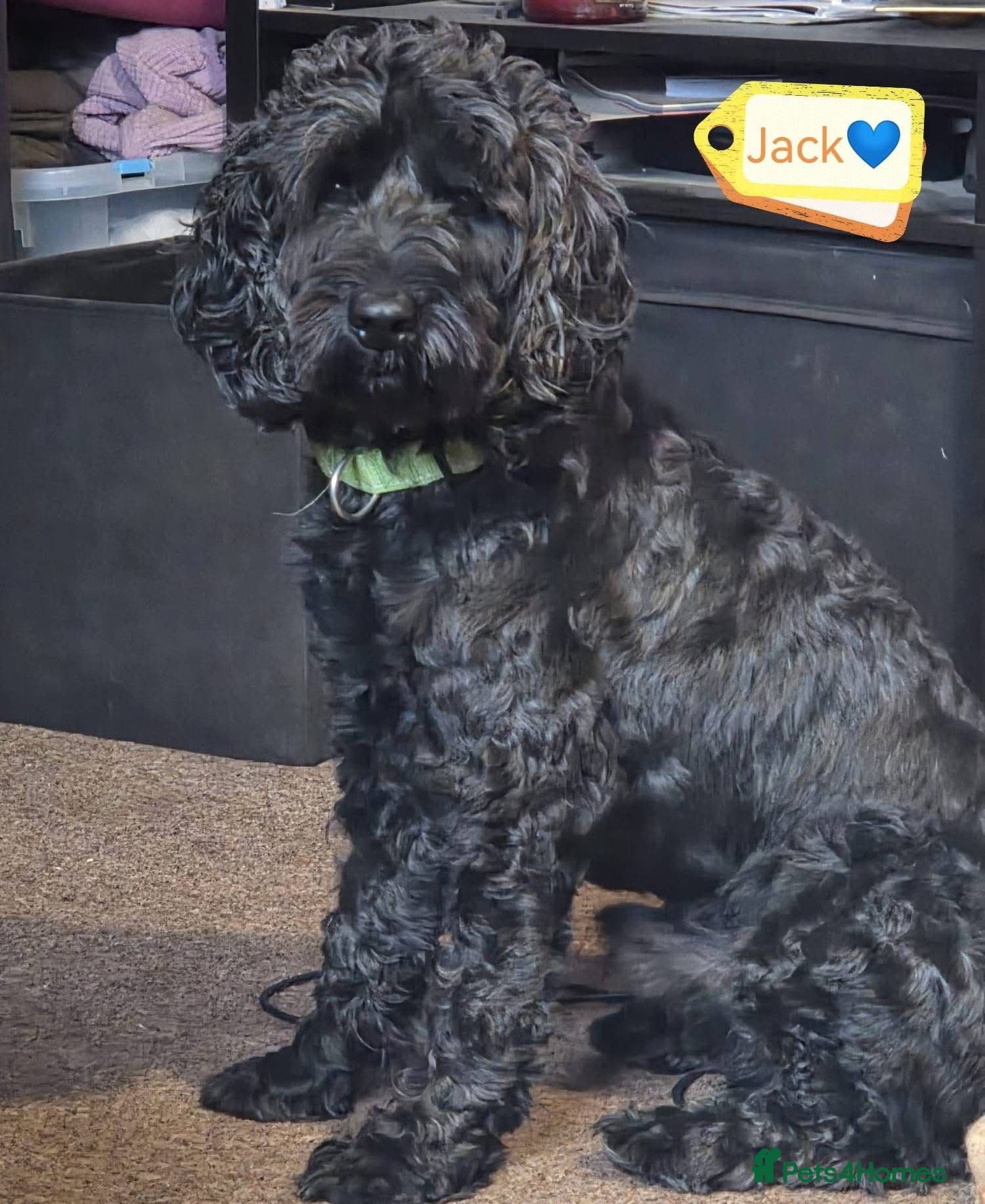 FOSTER or ADOPT๐JACK๐- 4.5-year-old Cockapoo boy photo 2