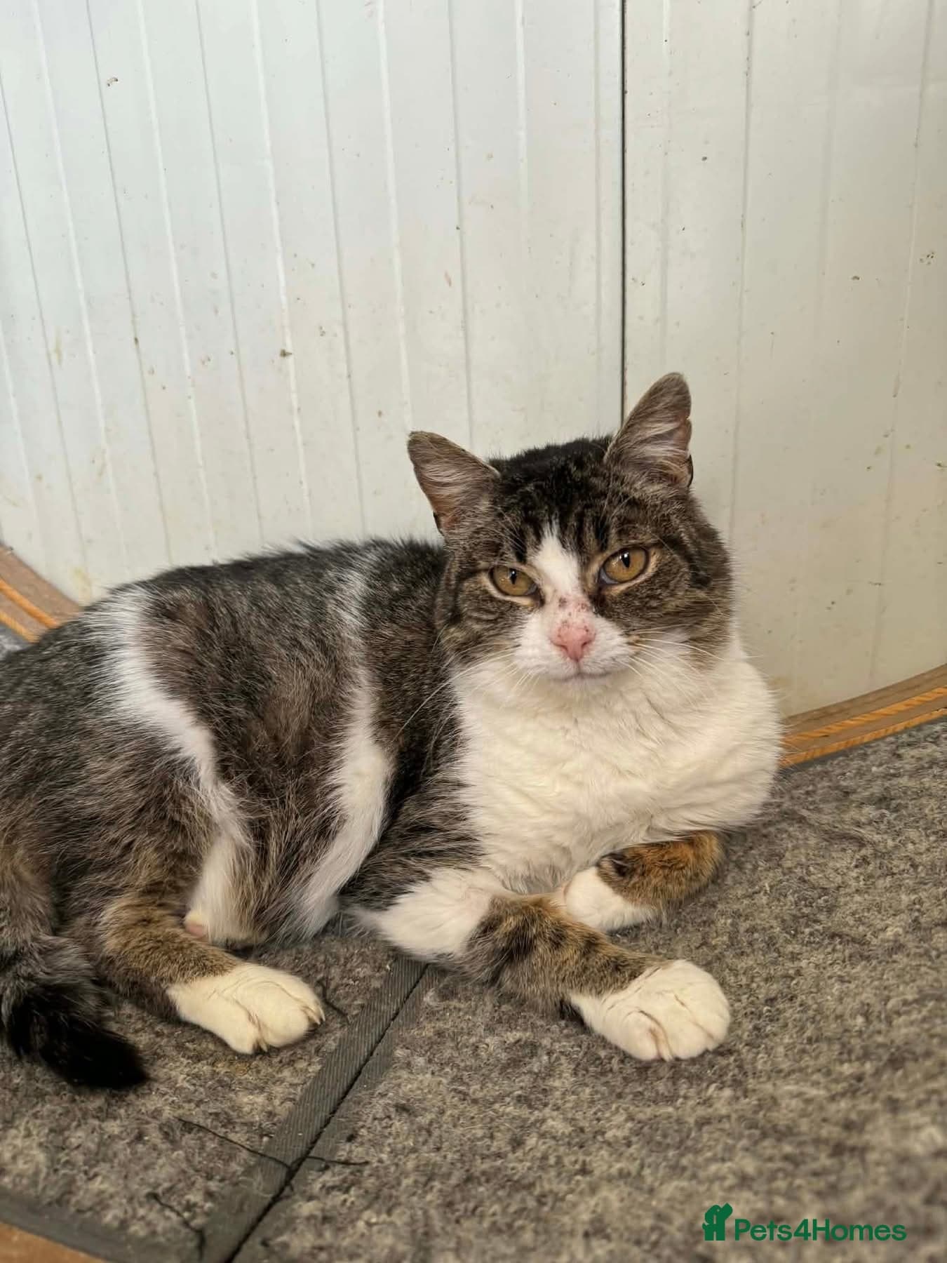 Jojo - Norwich Norfolk photo 4