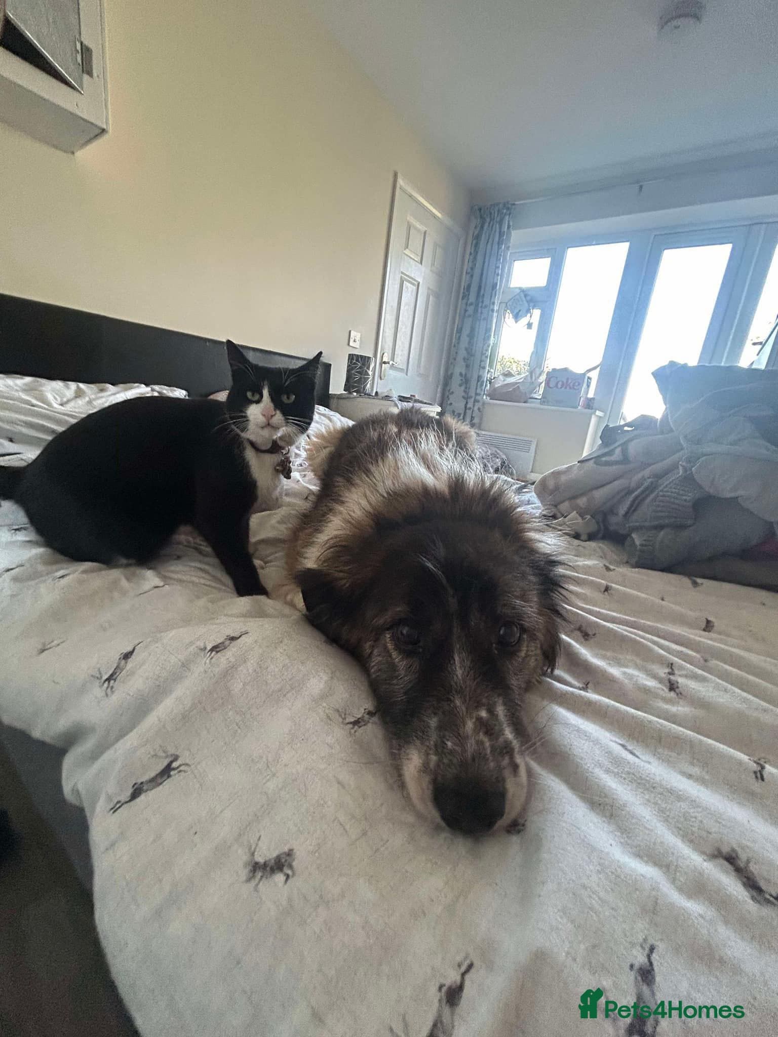 Hilda - Norwich Norfolk photo 19