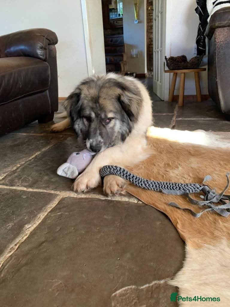 Meet Tinsel, currently residing in Gloucestershire photo 6