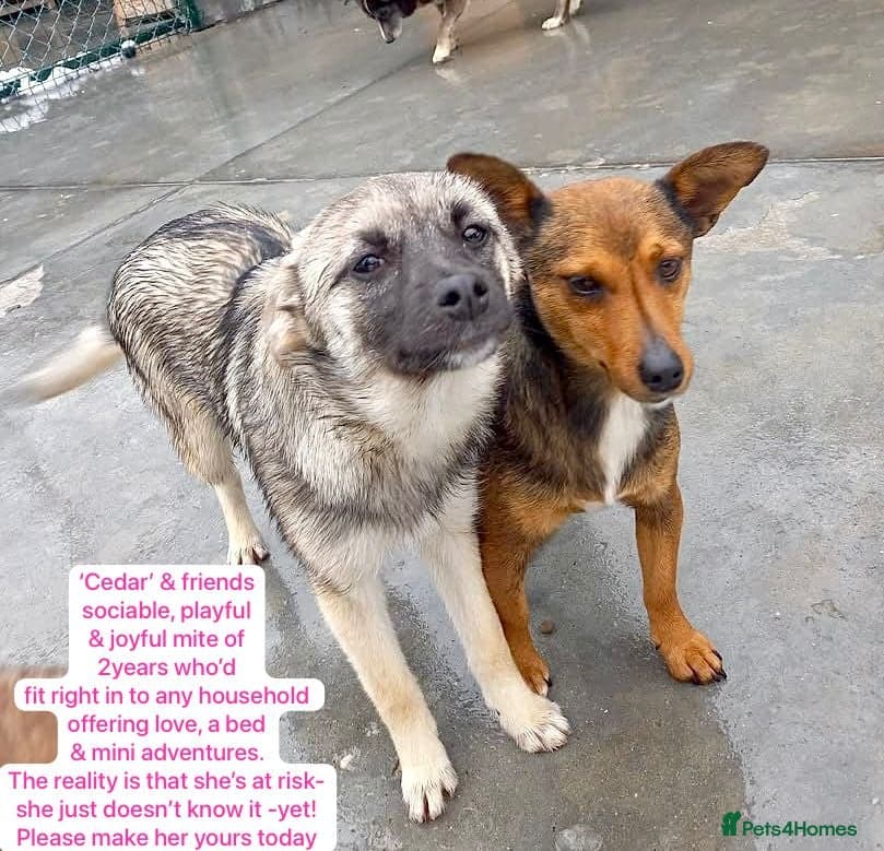 Cedar, 2 yrs approx. Reserved STC. — Mixed Breed