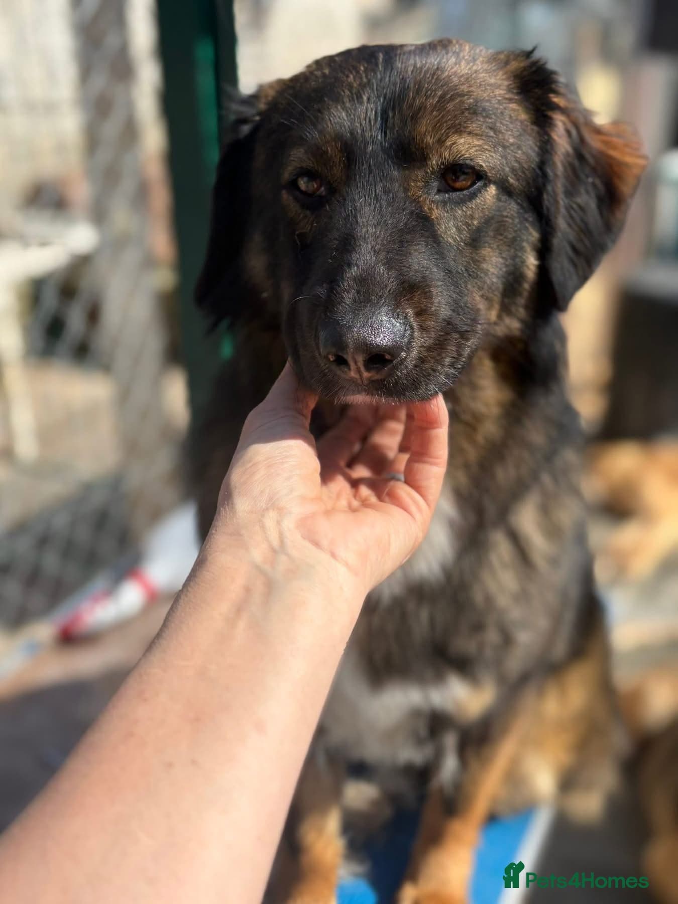 Belle - Norwich Norfolk photo 4