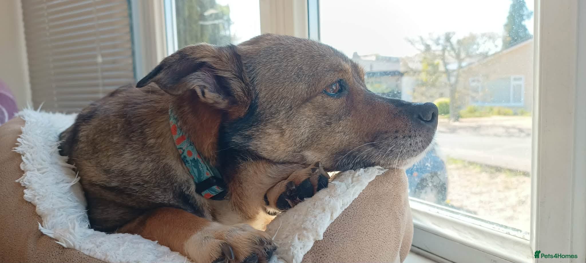 Erica - Norwich Norfolk photo 4