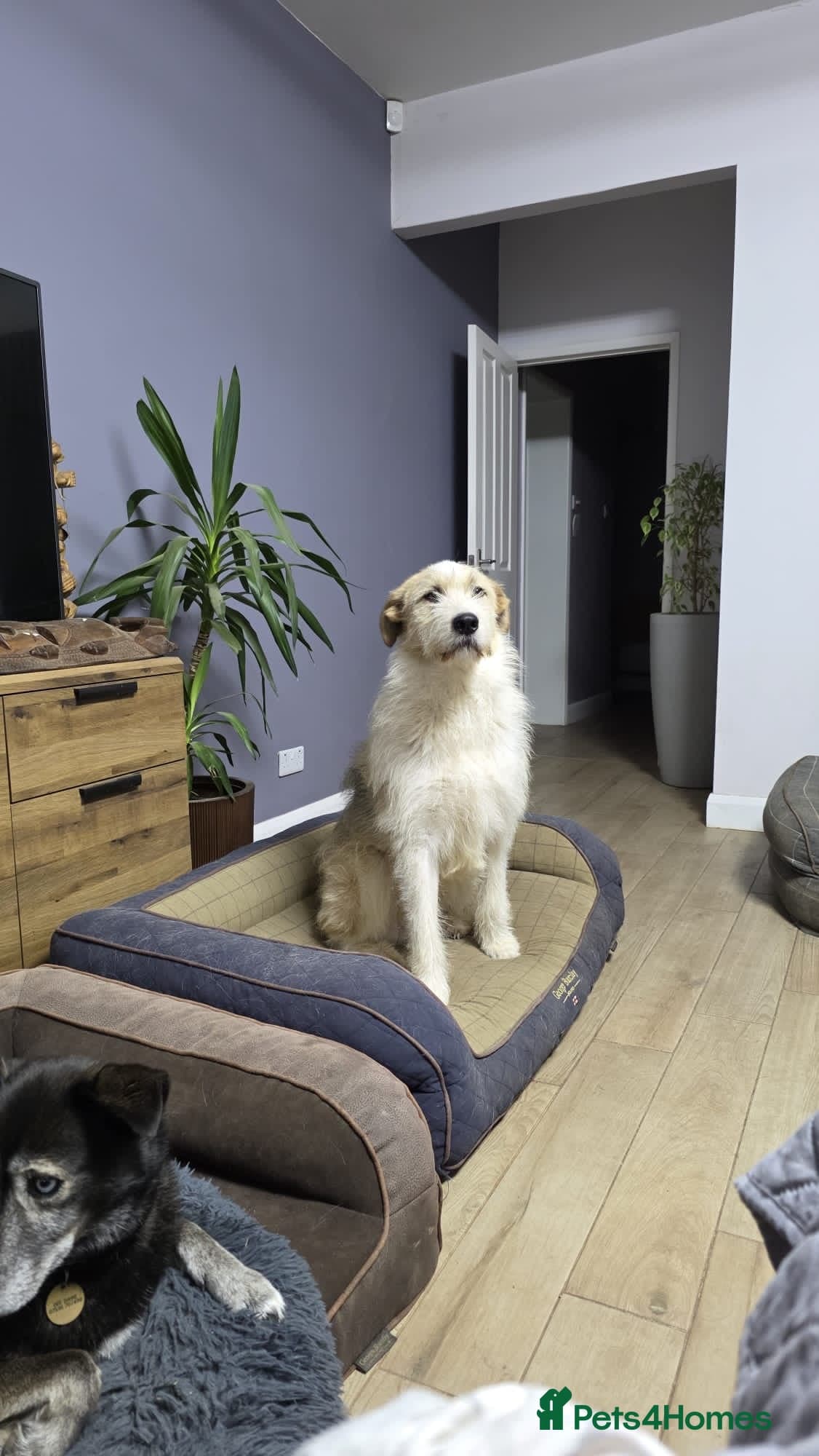 Hershey & Harley π still Waiting photo 22