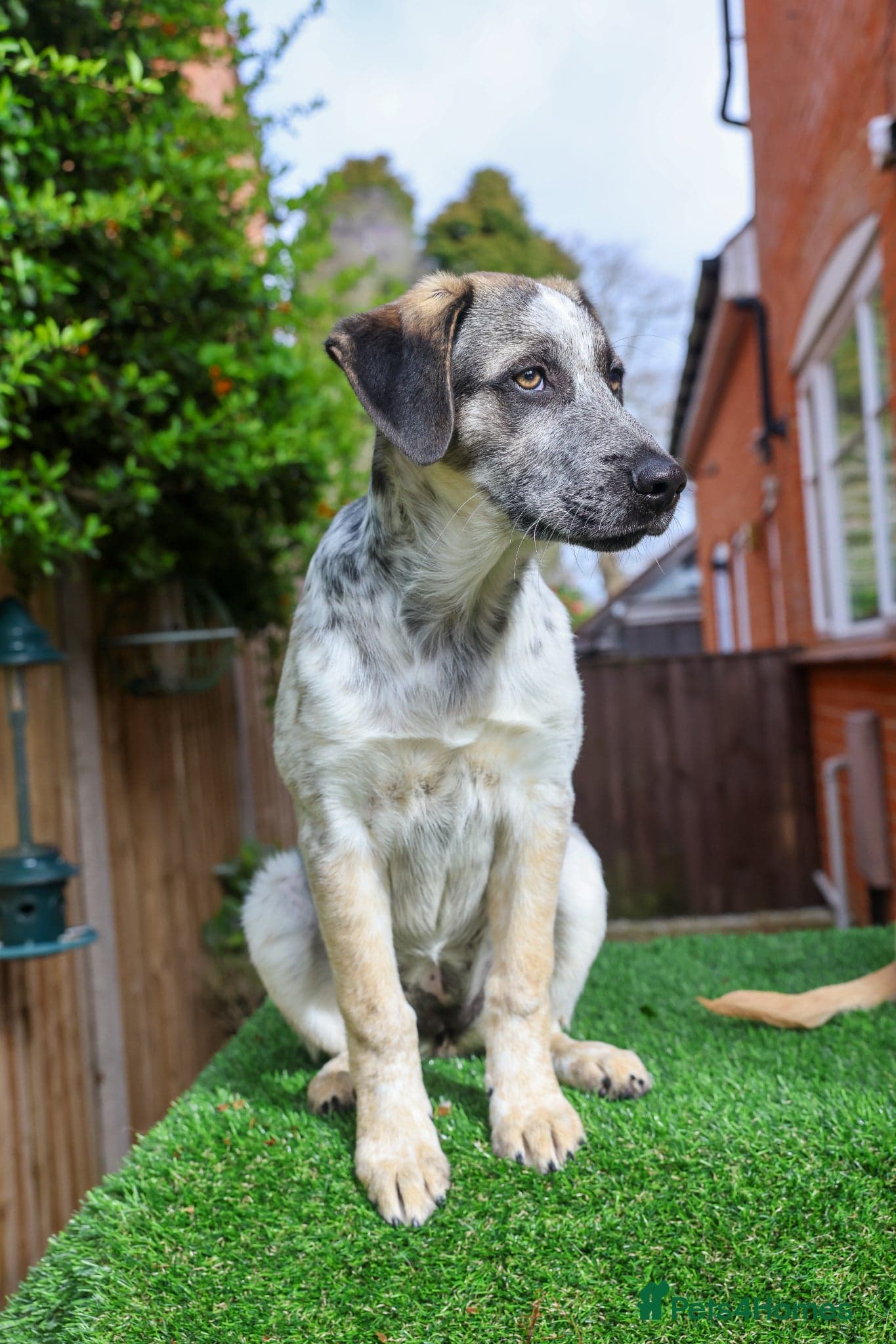 Easygoing Electra - Colourful Lab type photo 9