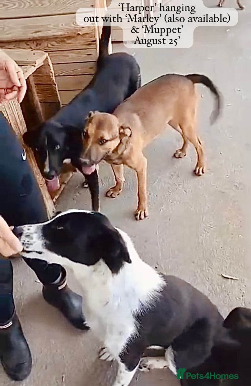 Harper, 2 yrs old approx. photo 13