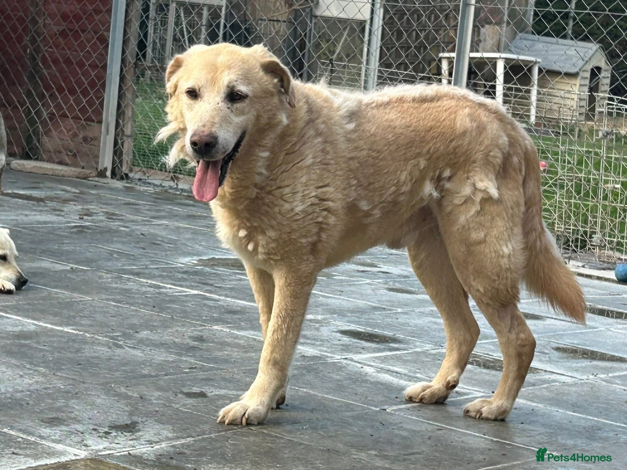 Rupert - Norwich Norfolk photo 21