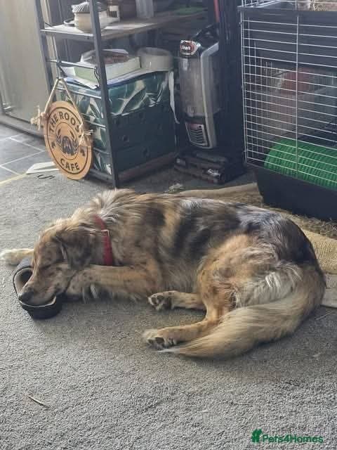 Meet Merlin,currently residing in Gloucestershire photo 9