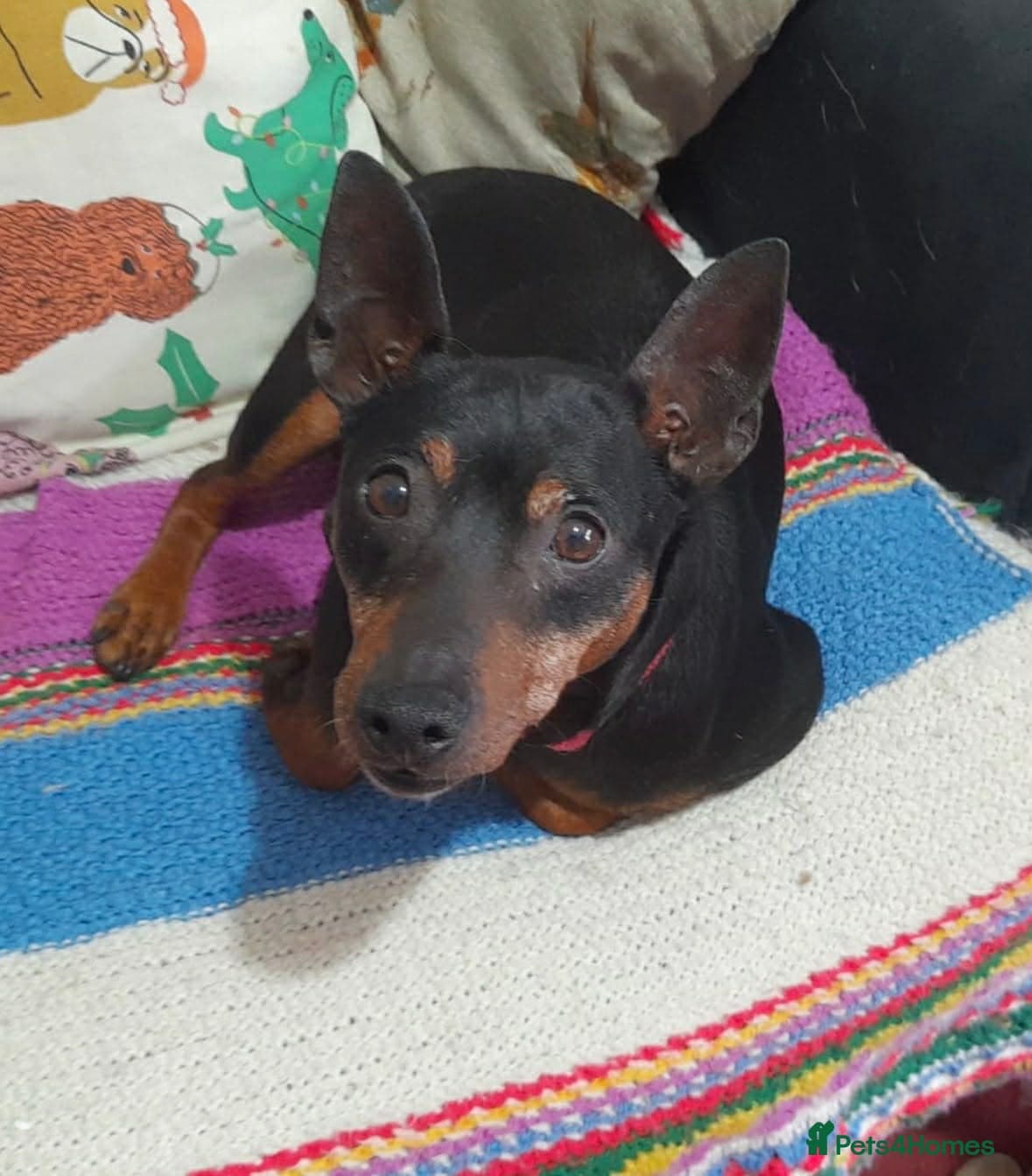 Benetton, a cuddlebug — Mixed Breed