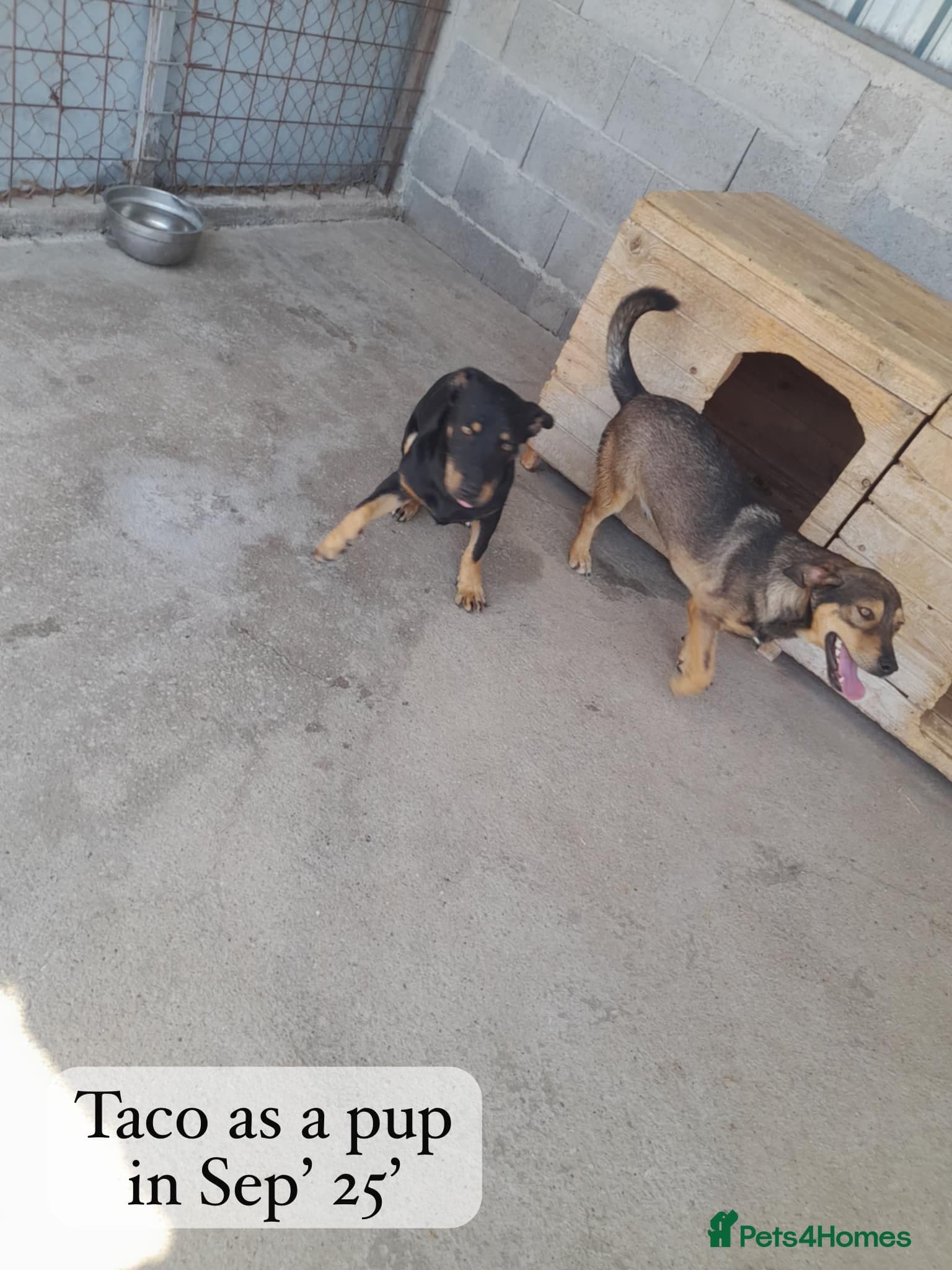 Taco, 10-12 months old. photo 11