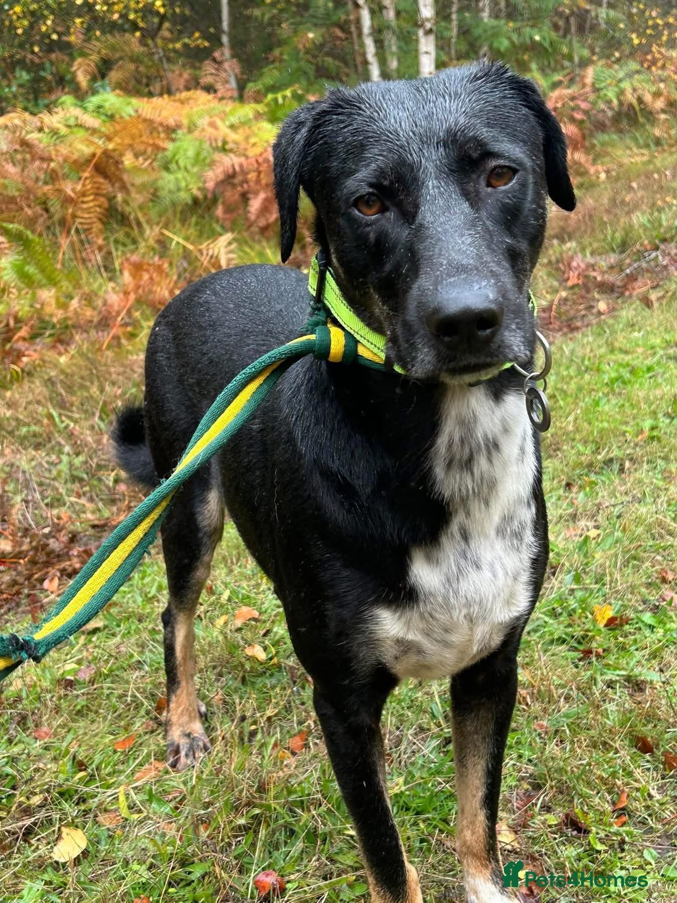 Whiskey. Norwich Norfolk photo 2