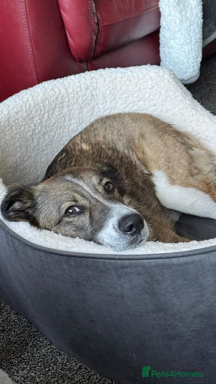 Meet Bella, currently residing in Merseyside photo 3