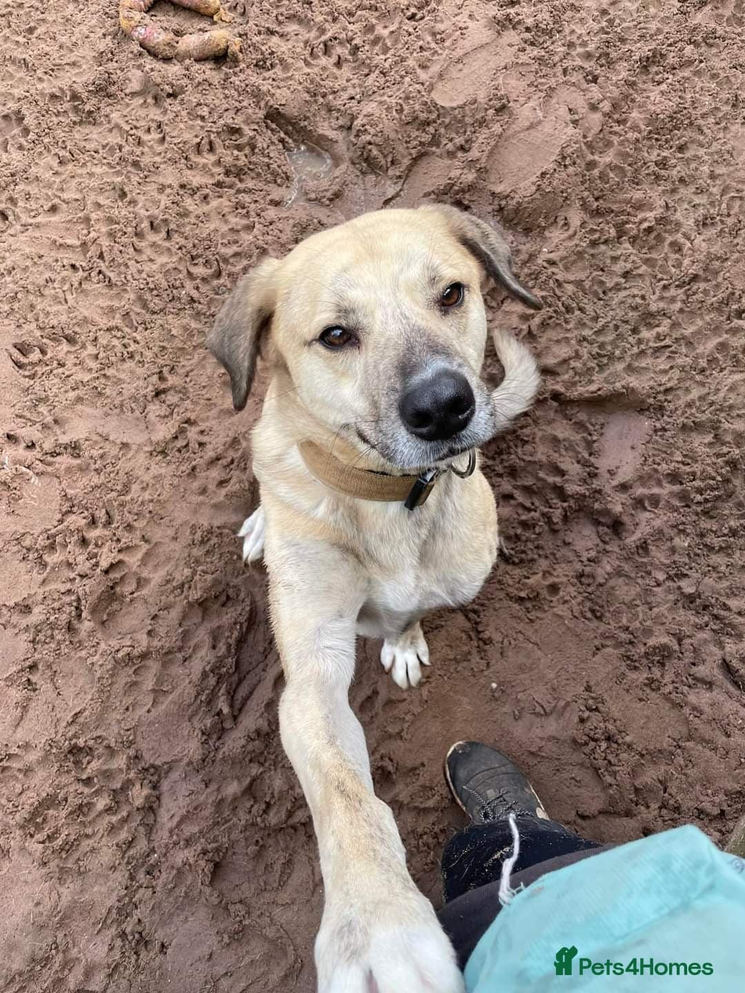 Meet Ziggy, currently residing in Cheshire photo 12