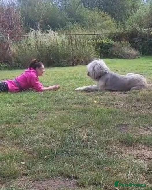 Oscar - our bear boyπ photo 14