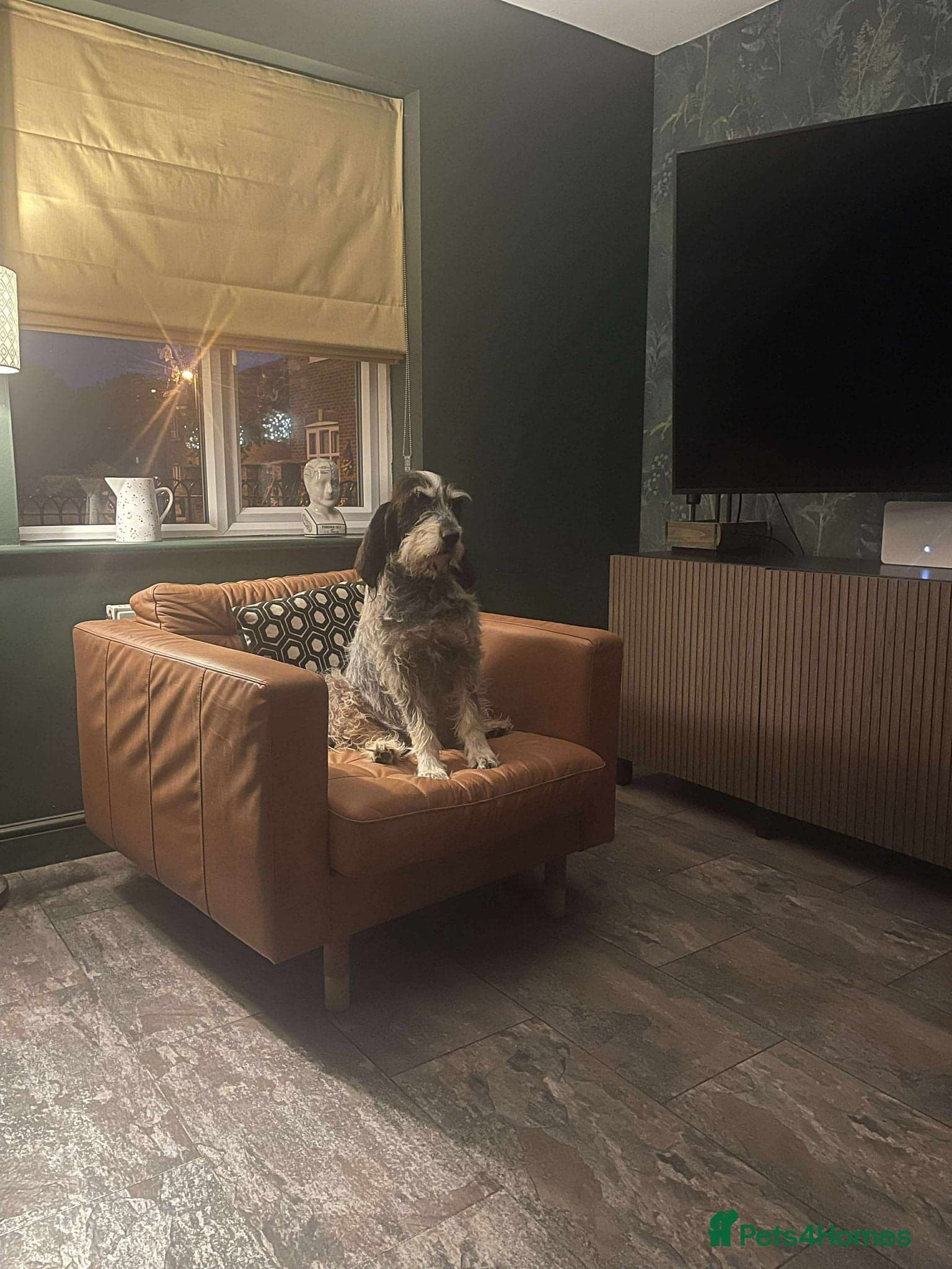 Lovely Ember - photo 3