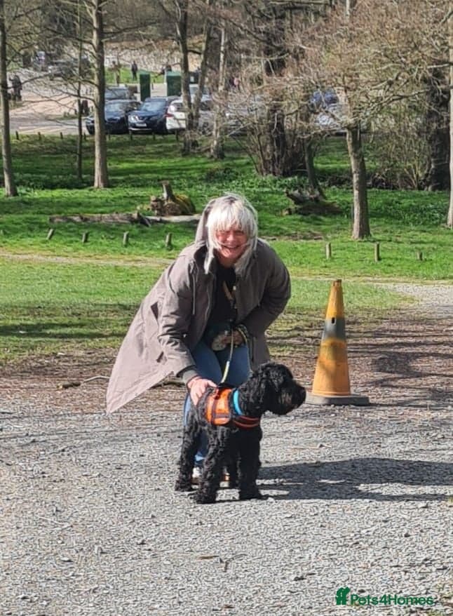FOSTER or ADOPT๐JACK๐- 4.5-year-old Cockapoo boy photo 7