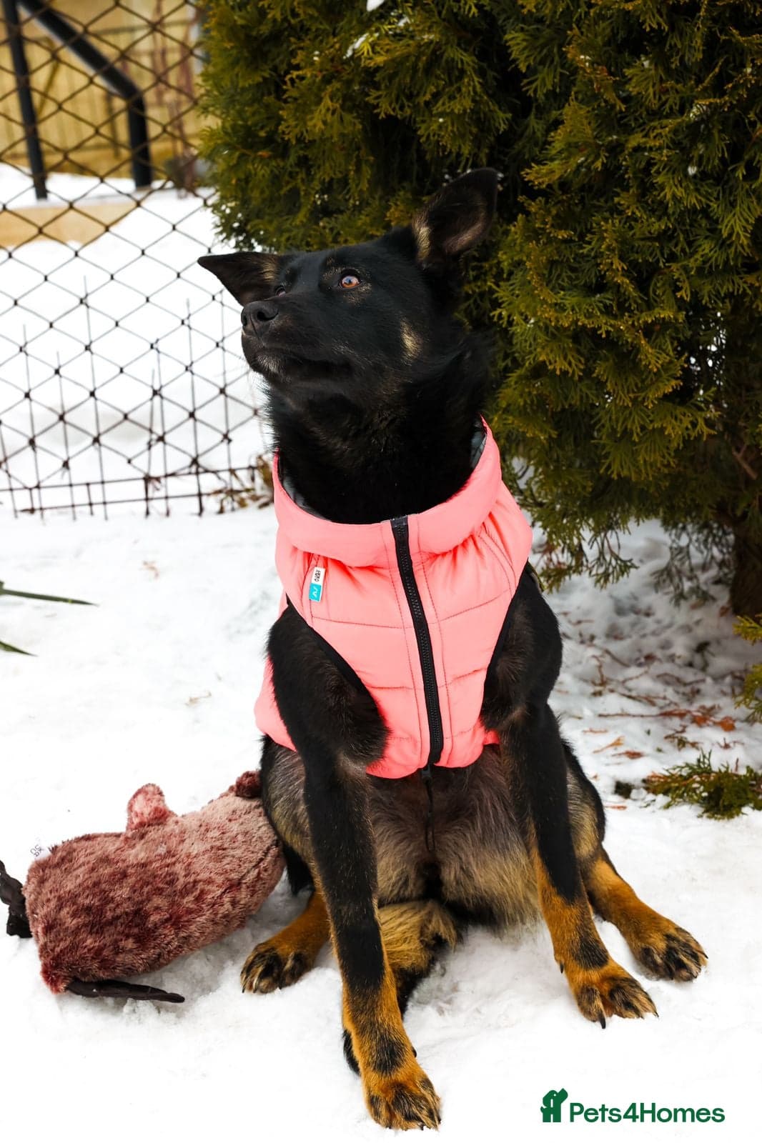 ️ADELE❤️11-month lower-medium soft natured girl photo 6