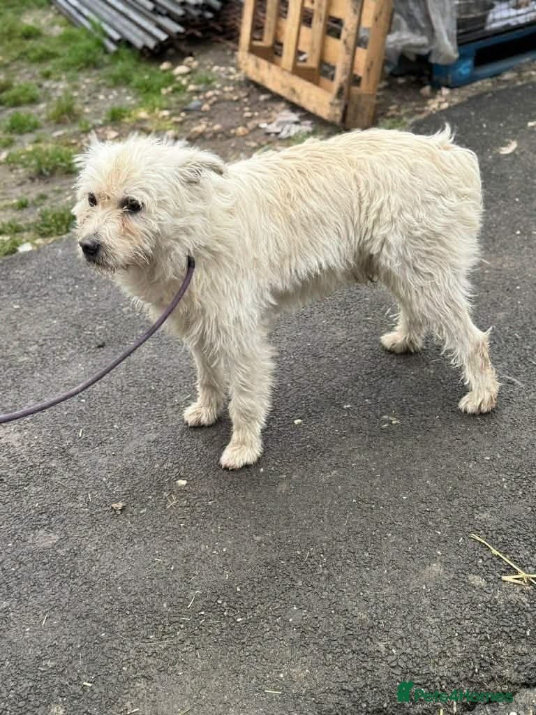 Meet Snow, currently residing in Derbyshire photo 4