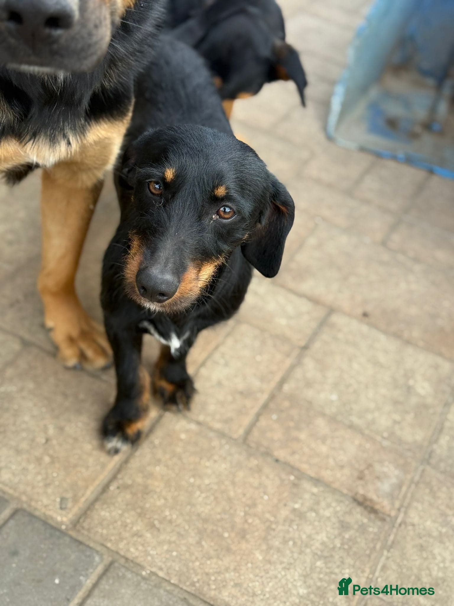 Lovely Cooper ready for his home! photo 14