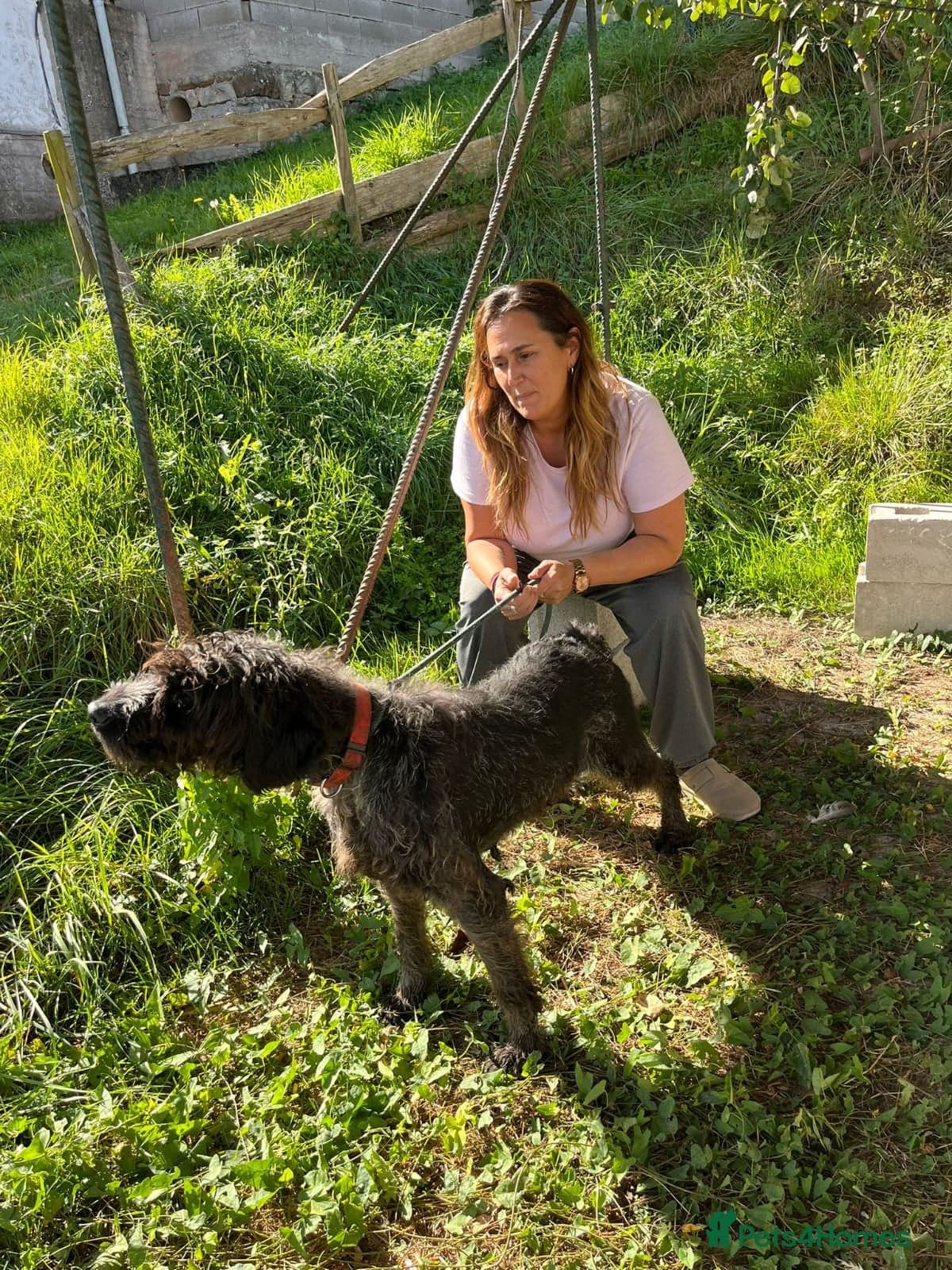 German Wirehaired Pointer Orla photo 6