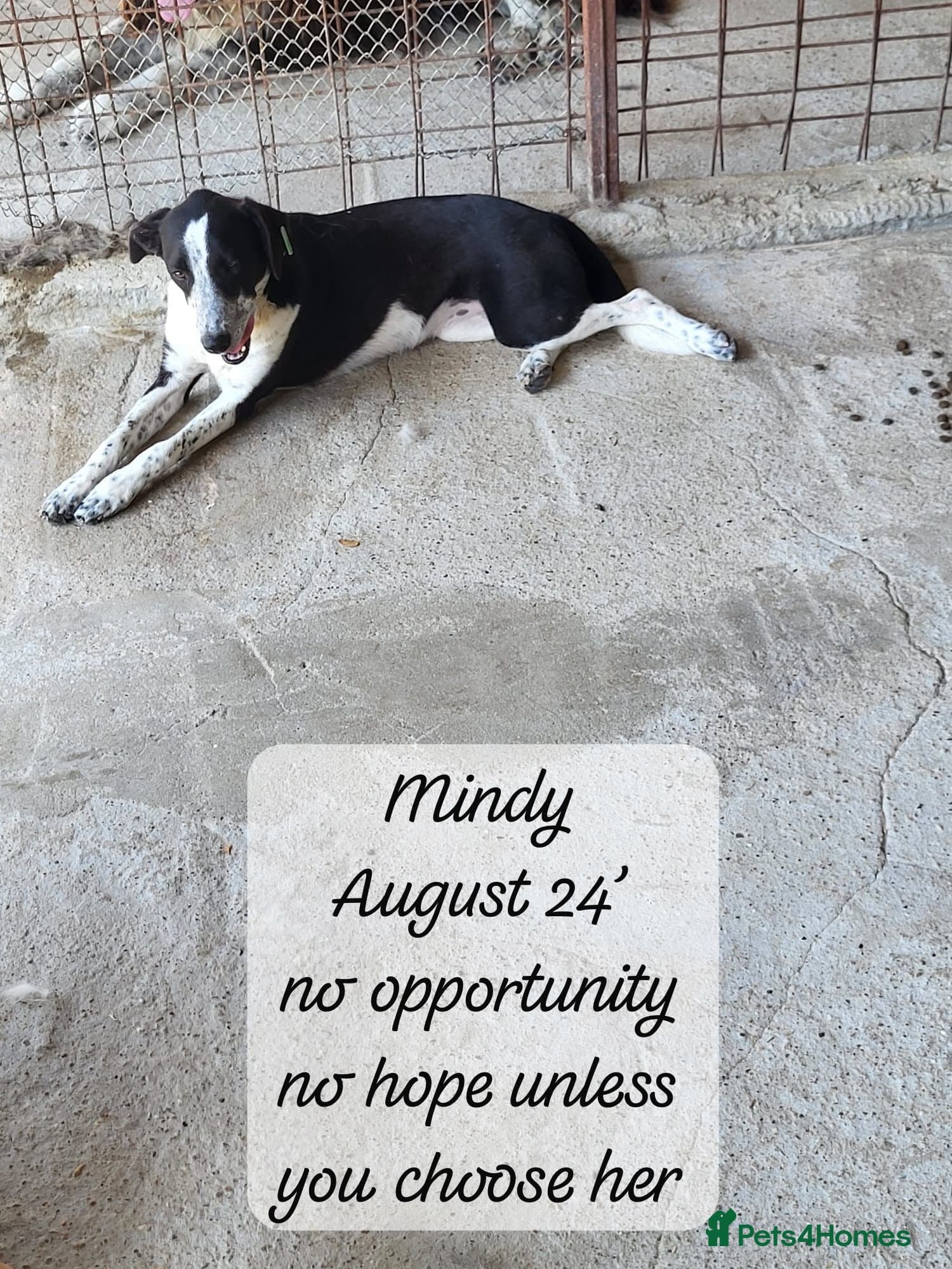 Pretty Mindy. Reserved STC. photo 10