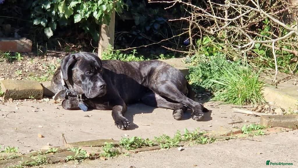 Meet Lila, currently residing in Norfolk photo 4