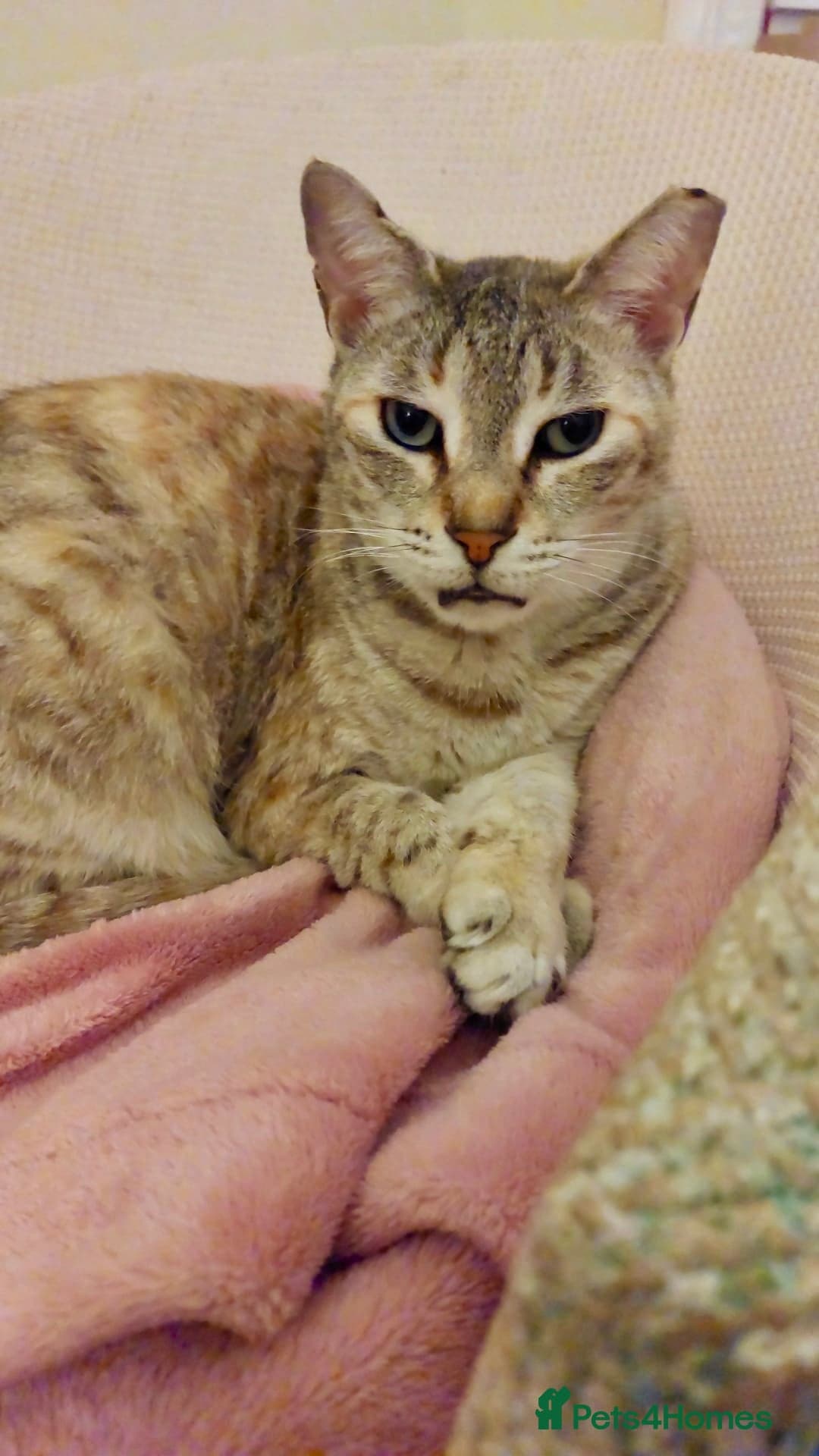 Gentle Senior Indoor Cat photo 6