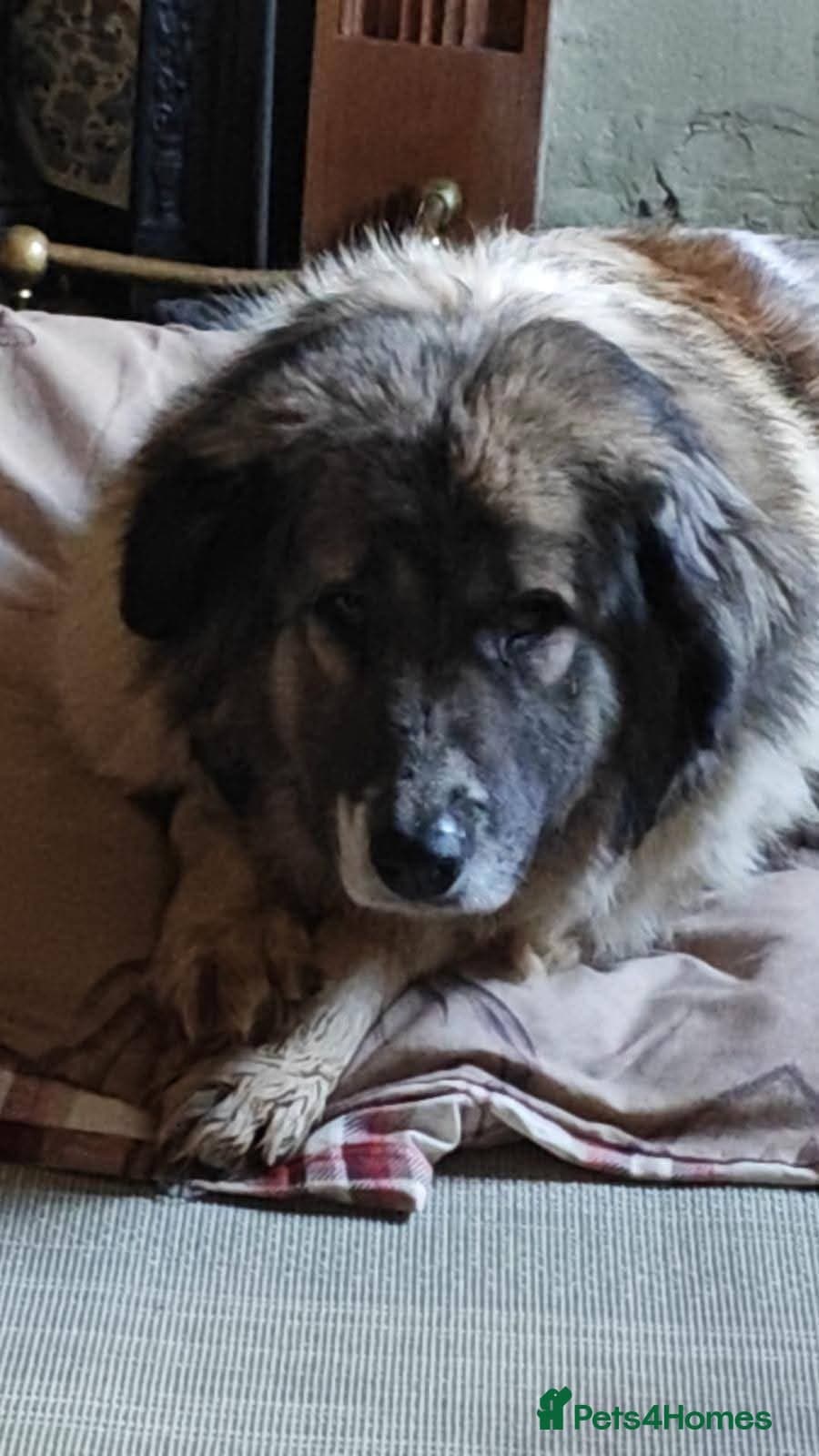 Meet Tinsel, currently residing in Gloucestershire photo 3