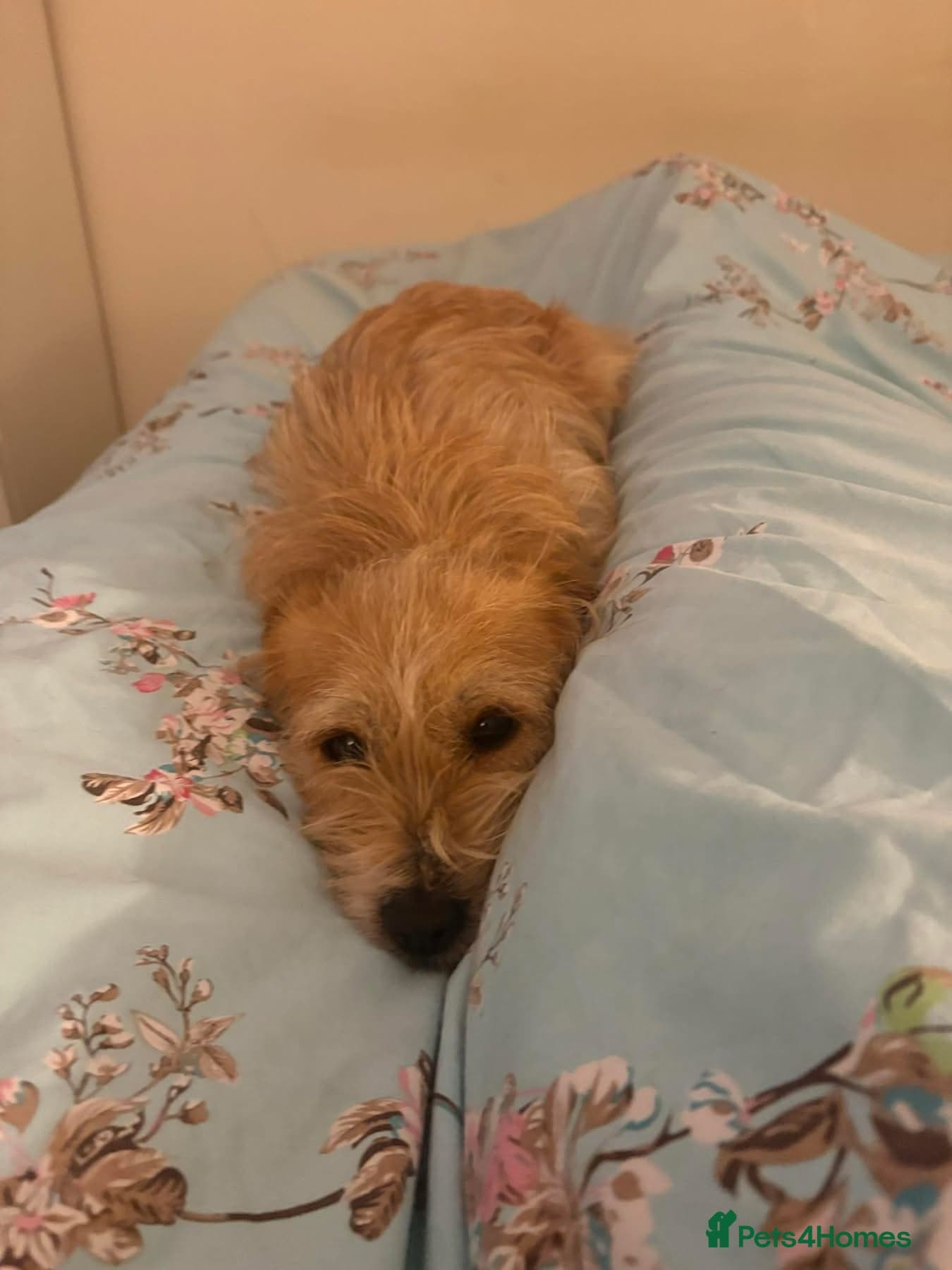 Yara - Norwich Norfolk — Mixed Breed