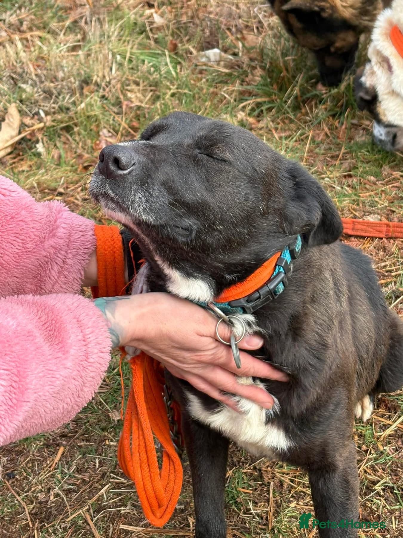 Penfold - Norwich Norfolk photo 8