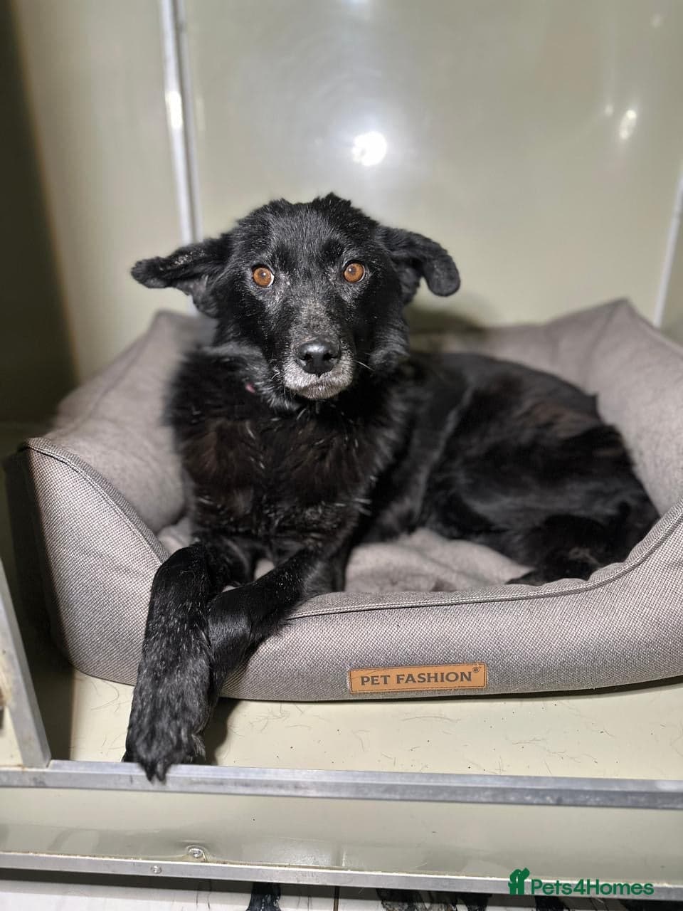 οΈπΆ tofa β Mixed Breed