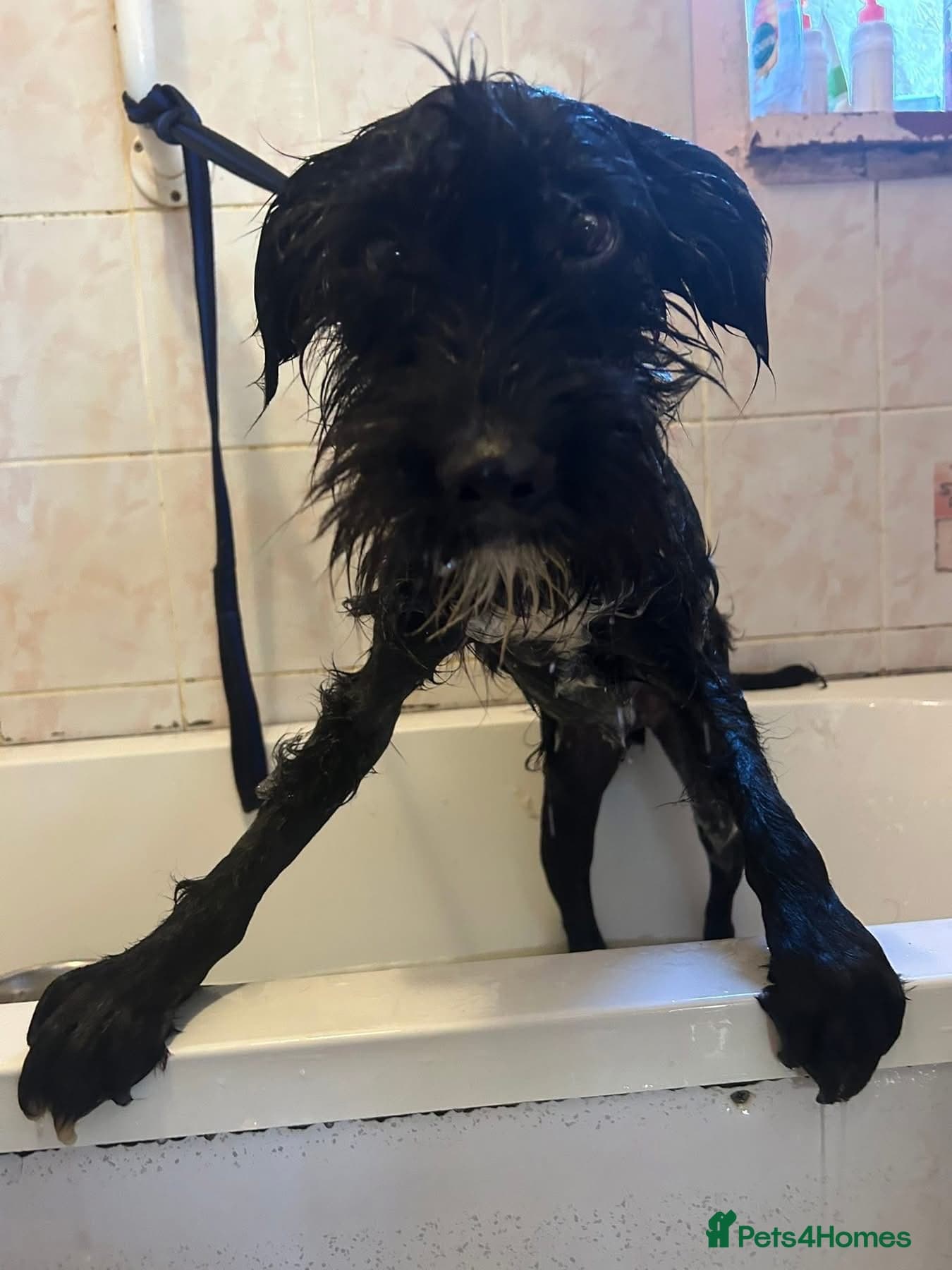 Micky - Norwich Norfolk photo 2