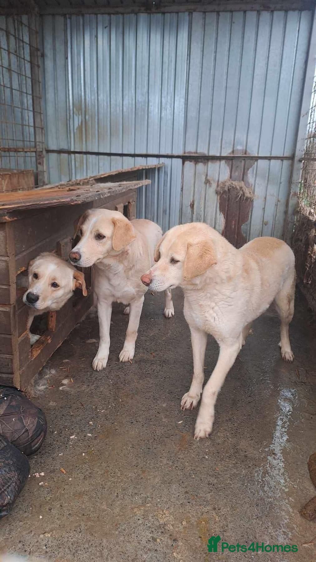 Ralph - Norwich Norfolk photo 20