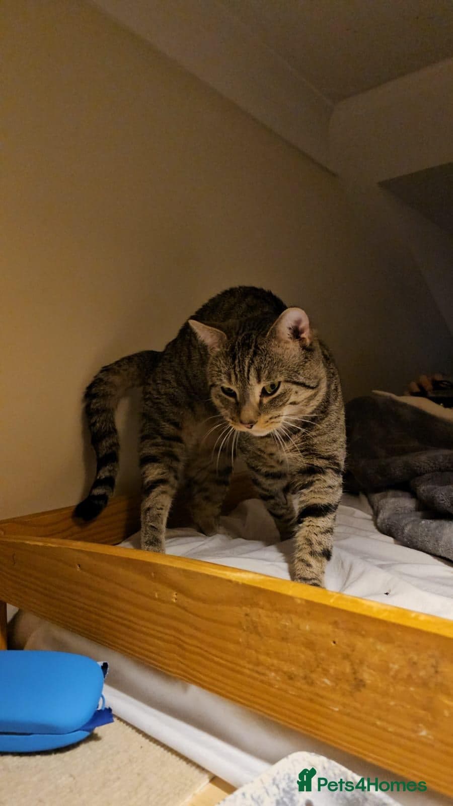 Gentle 10 month rescue MaleCat photo 8