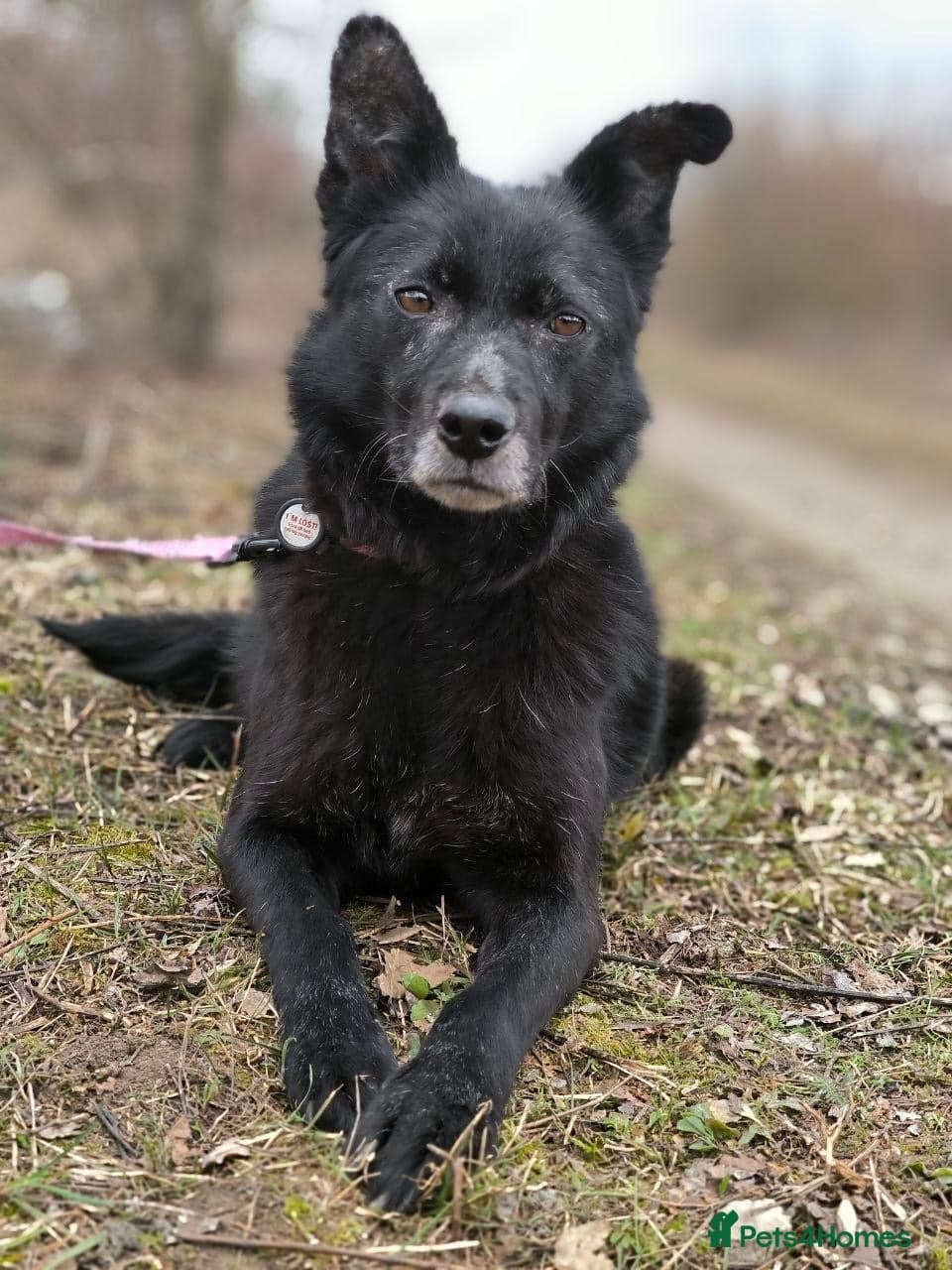 οΈπΆ tofa photo 10