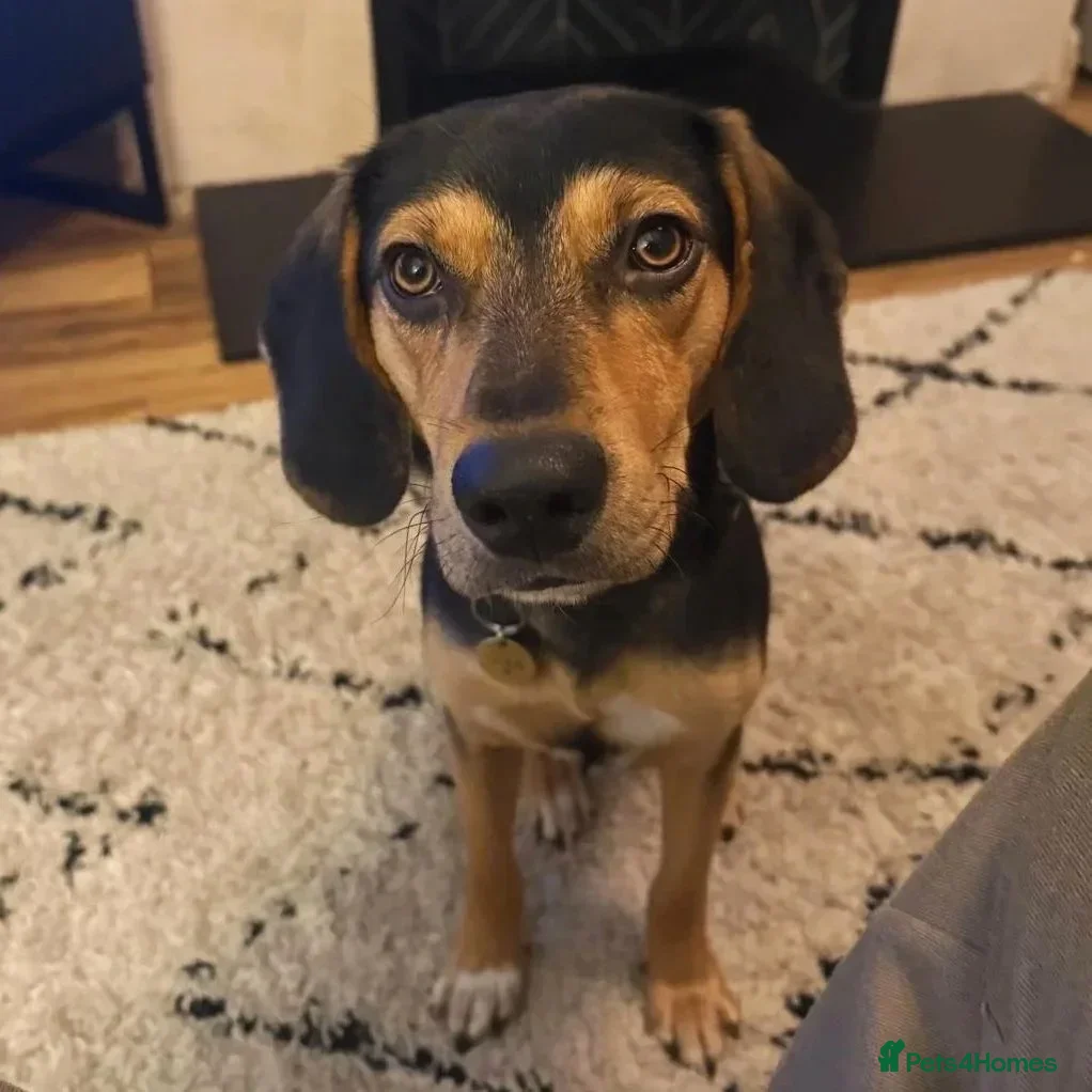 Ivan (Greek Harehound) photo 3