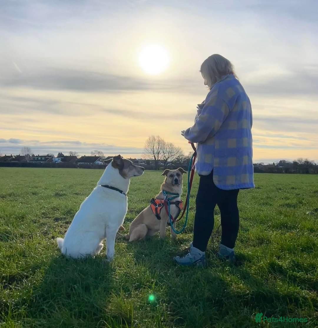 Meet Ruma, currently residing in Cheshire photo 7