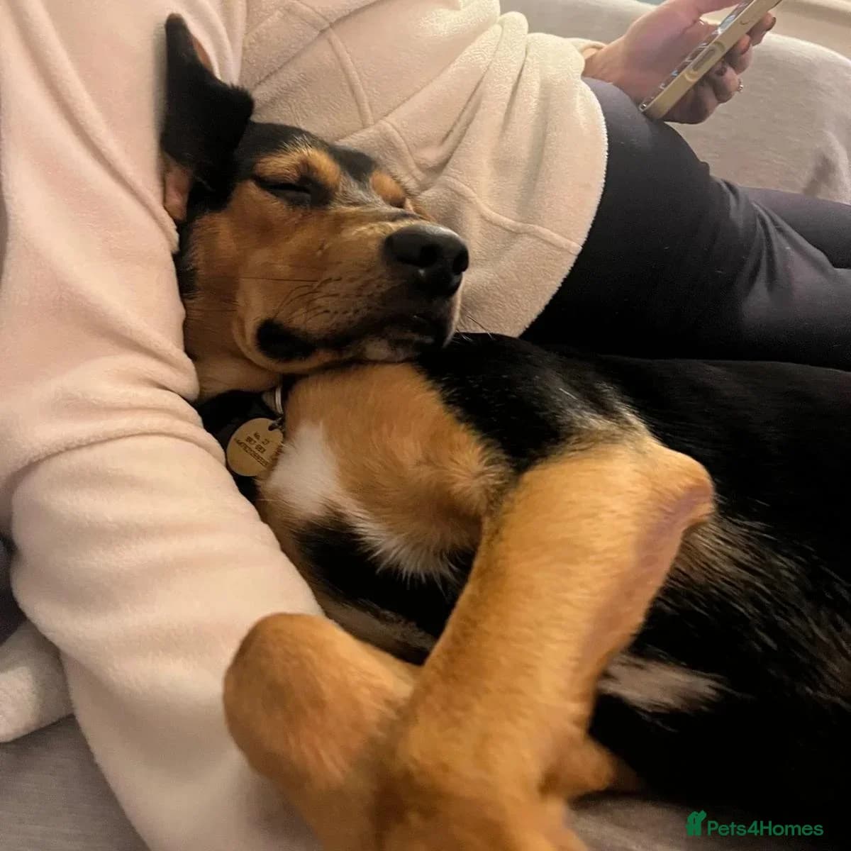 Ivan (Greek Harehound) photo 9