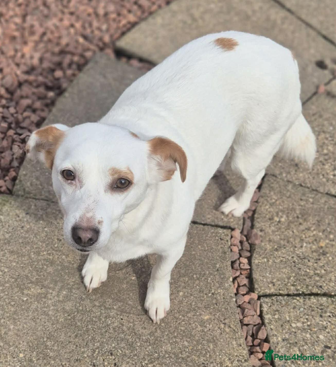 Lottie - In Ayr photo 5