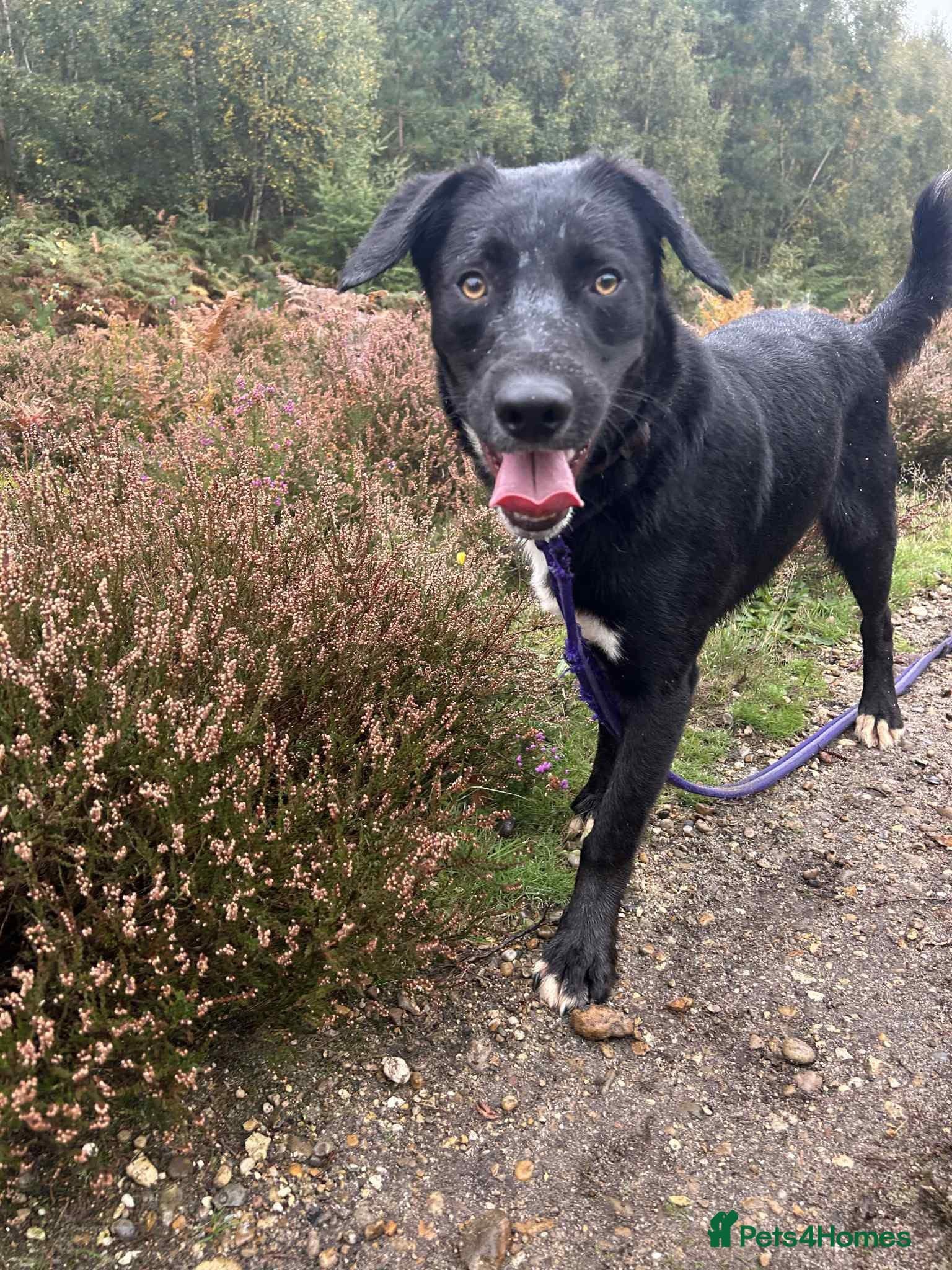 Barney - Norwich norfolk photo 2