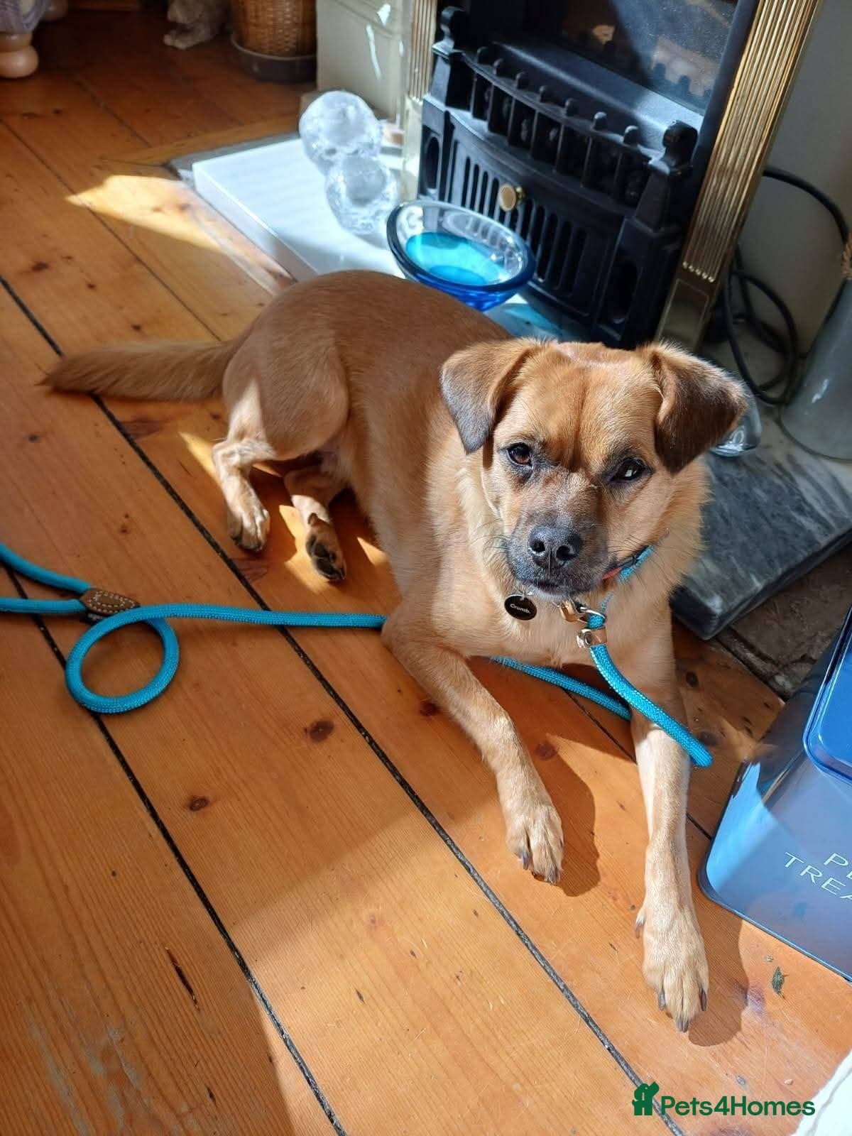 Meet Jaspher, currently residing in Edinburgh photo 9