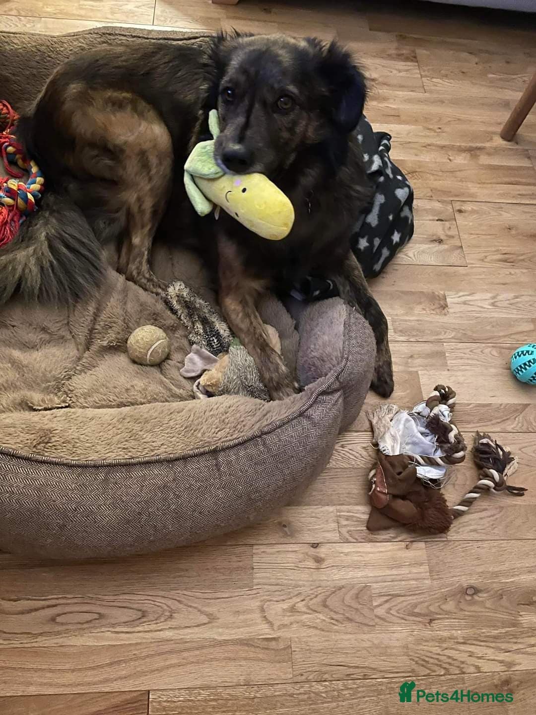 Meet Lenny, currently residing in Southsea photo 20