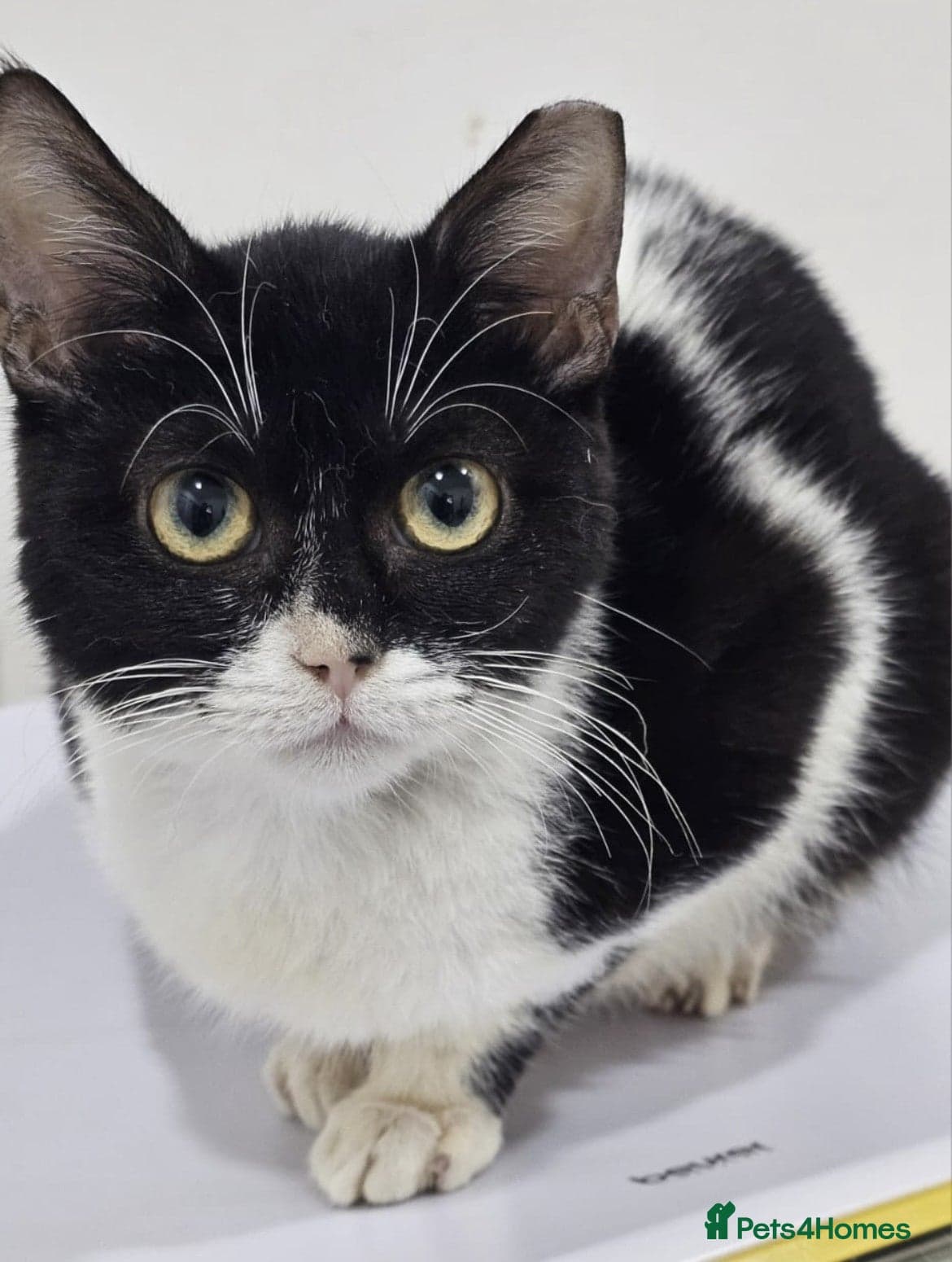 Felicity — Mixed Breed